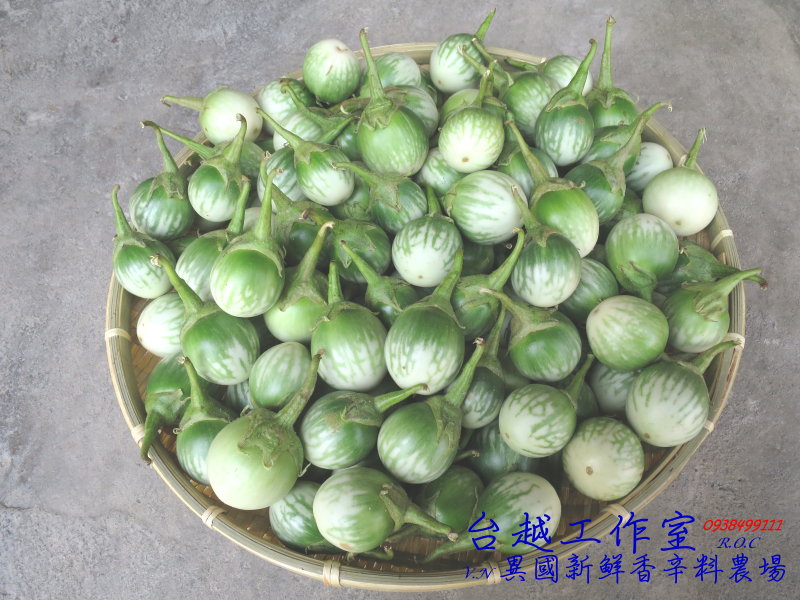 泰國綠紋蛋茄/白蛋茄/Thai Eggplant