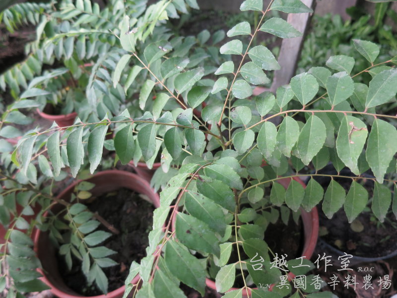 咖哩葉(Curry leaf) ใบหมุย(泰文)/Lá cà ri(越南語)/Daun Kari(印尼)