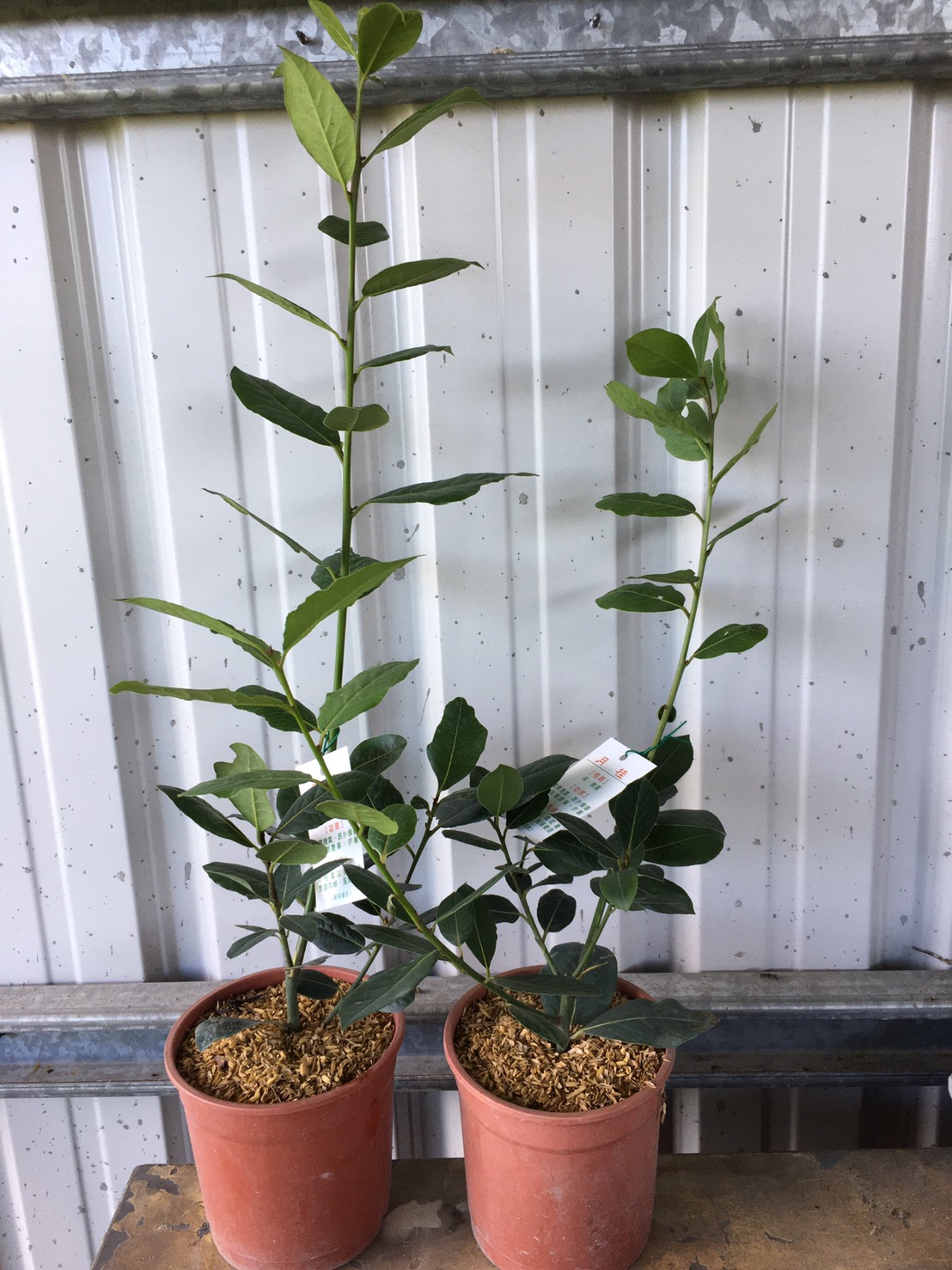 月桂葉（Bay Leave）