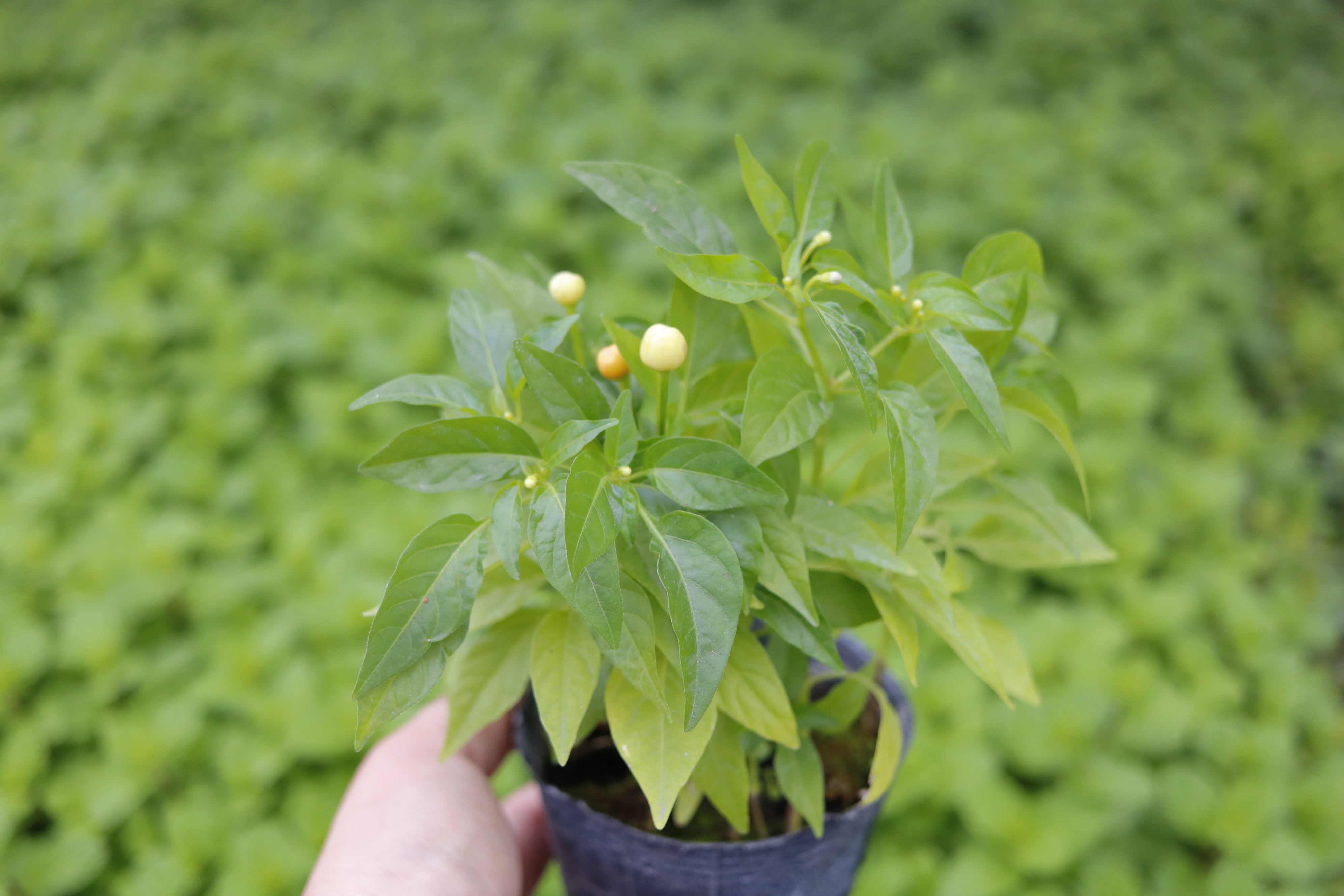 櫻桃辣椒/Cherry Chili