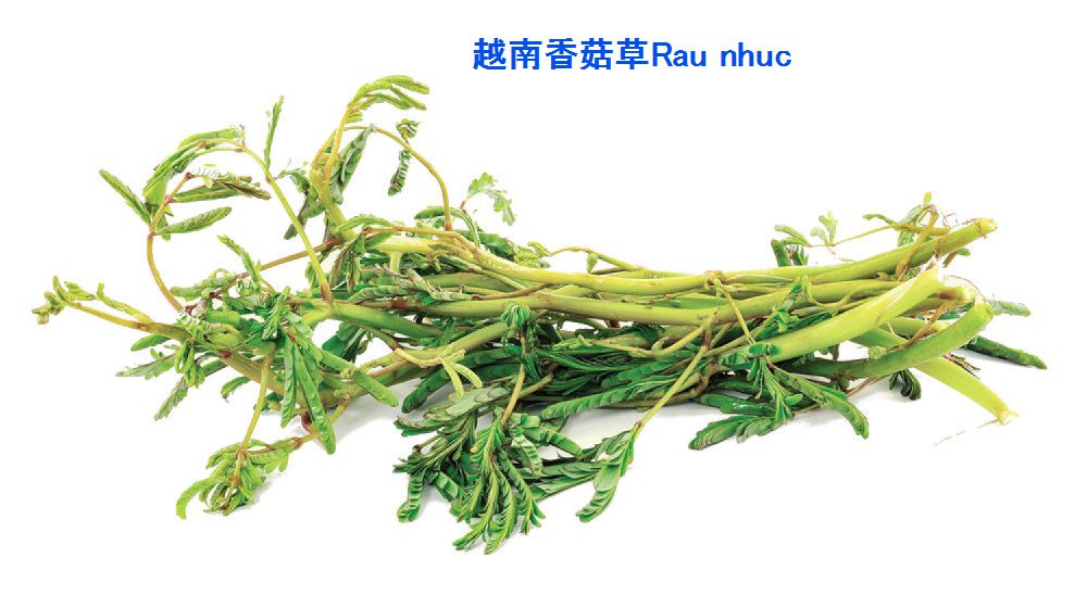  水合歡/水含羞草/越南怕醜草/越南香菇草/Rau rút/กระเฉด