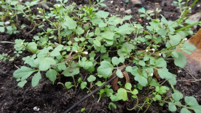 焊菜/Cardamine flexuosa With.