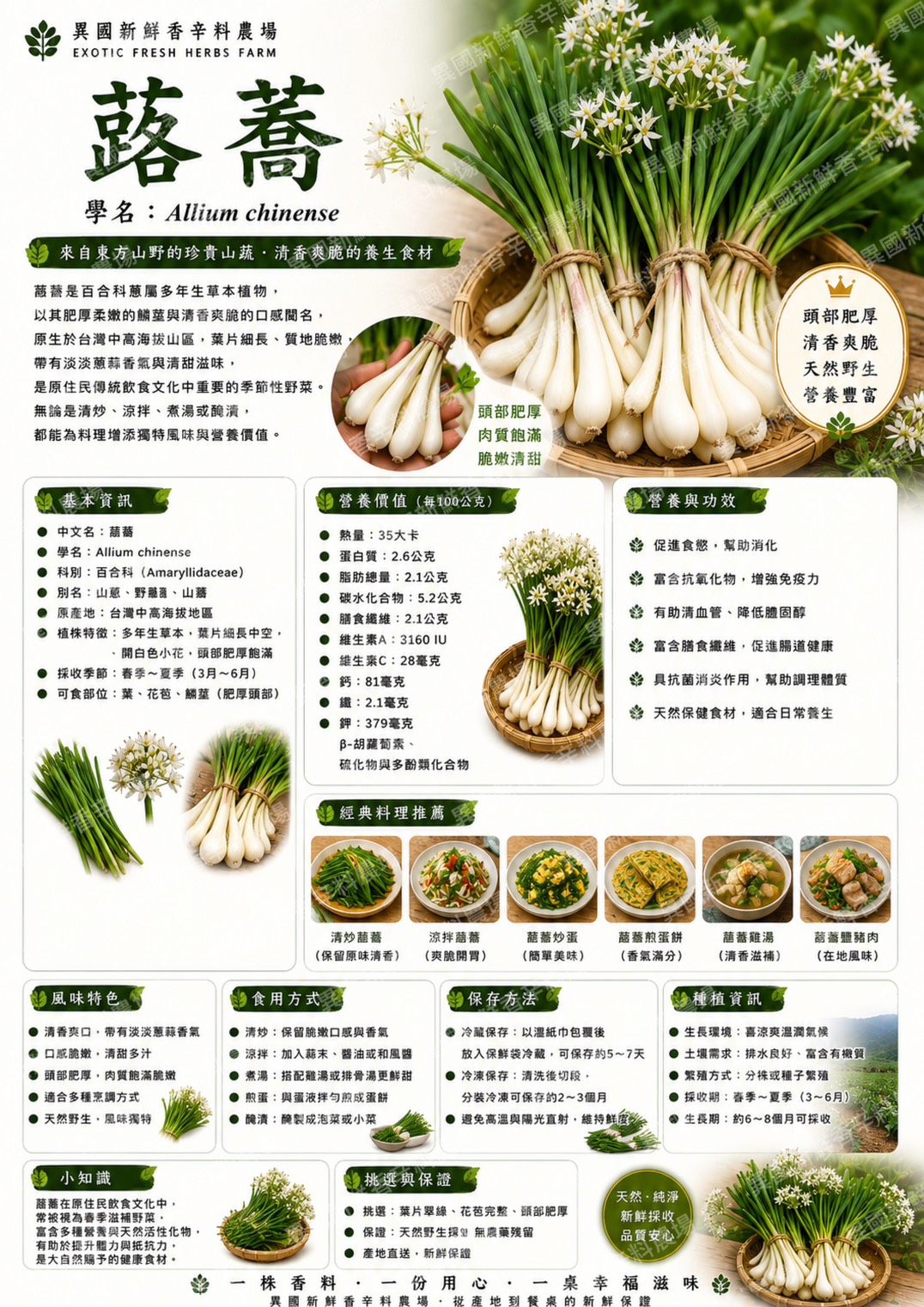  大本蕗蕎Củ kiệu